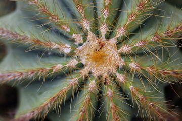 Notocactus magnificus - Cacteae - Kaktus