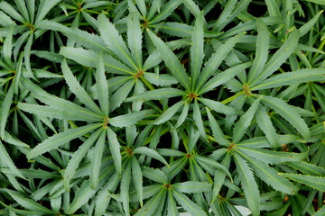 Nieswurz im Botanische Garten