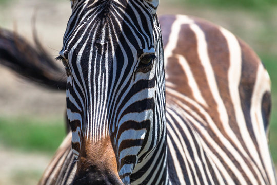 Wild zebra at Ngorongro Crater Conservation area. Tanzania.