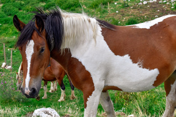 pinto horse in the mountain