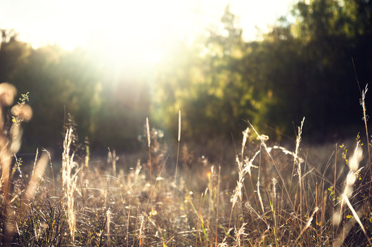 Wild grasses in the forest at sunset. Shallow depth of field
