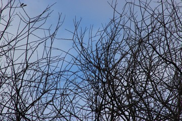 tree sky