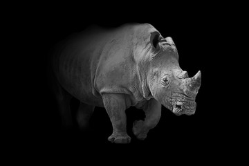 rhinoceros animal wildllife interior art collection - obrazy, fototapety, plakaty