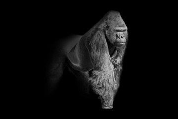 gorilla  wildlife animal interior art collection