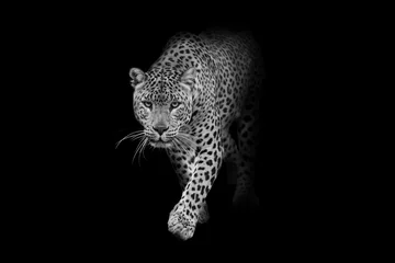 Printed roller blinds Leopard leopard wildlife animal interior art collection