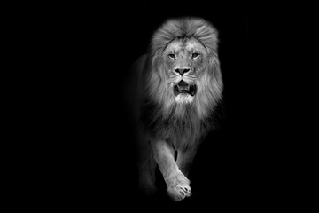 Fototapeta na wymiar African lion wildlife animal interior art collection