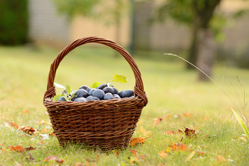 Fototapeta na wymiar Plum harvest. Plums in a wicker basket on the grass. Harvesting fruit from the garden.