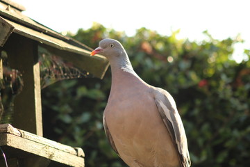 wood pigeon in the garden