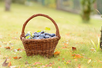 Plum harvest. Plums in a wicker basket on the grass. Harvesting fruit from the garden.