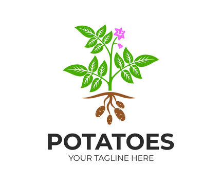 Agricultural plant potatoes with flowers and fruits, logo design. Organic and natural potato plant and food, rustic or farming field with potatoes, vector design and illustration
