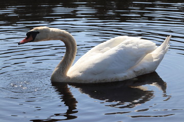 Swan living in Lithuania, summer 2018