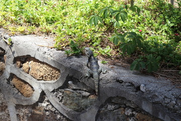 Lizard in Turkey, year 2018