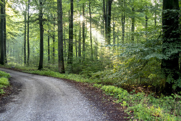 Morning mist in the nature