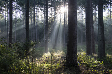 Morning mist in the nature