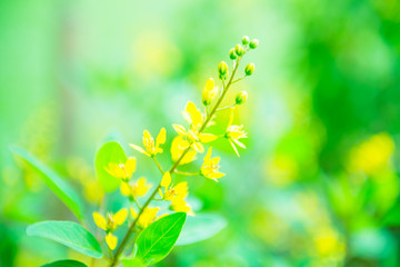 Spring background with blurred yellow flowers