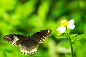 Butterfly sitting on the green leaf near white flower