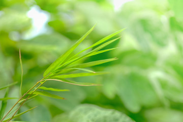 Close up nature view of  green bamboo leaf under sun light. Natural green plants landscape using as a background or wallpaper.