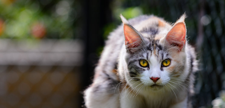 Close up of an adorable silver patched and white cat looking at the front outdoor in garden. Cat yellow eyes in a big cage outside. Mean face cat outdoor