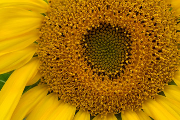 Close-up of a yellow unripe sunflower