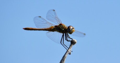 red dragonfly in a pond