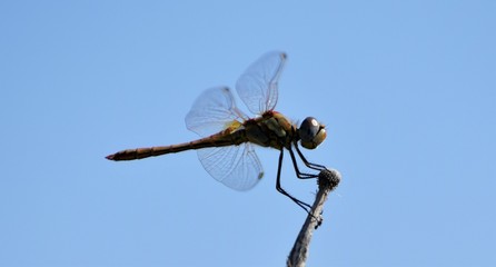 red dragonfly in a pond