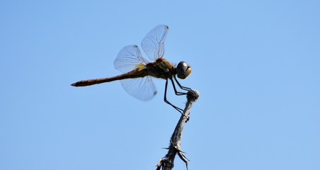 red dragonfly in a pond