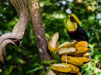Swainsontukan © StephanSchumann