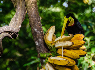 Swainsontukan © StephanSchumann