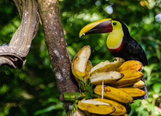 Swainsontukan © StephanSchumann