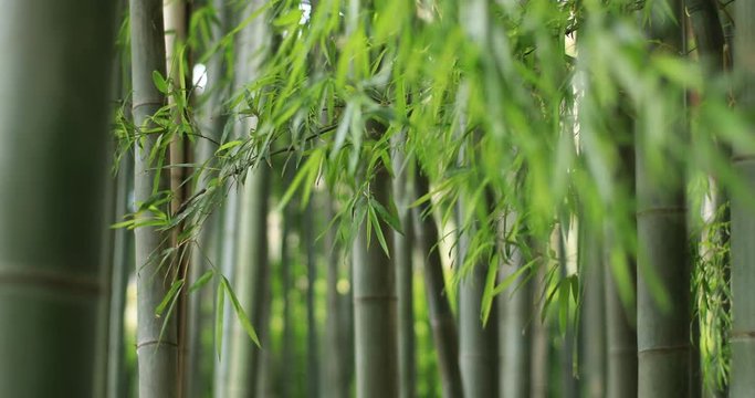 竹林　日本の自然　日本文化　伝統的な風景　東京の公園