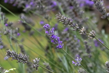lavanda fiori viola close up