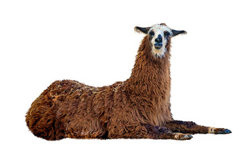 Bruine lama liggend geïsoleerd op wit