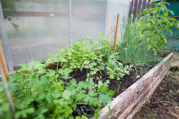 Herbs in a pot, parsley, chives, basil