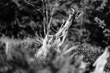 Abstract monochrome view of old natural roots