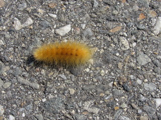 An orange yellow woolly bear caterpillar on the road 