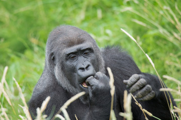 Fototapeta premium gorila_04