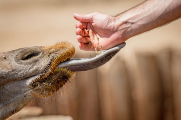 Naklejka premium Hand Feeding a Giraffe at Zoo