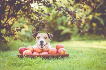 Happy dog with crop of sweet apples in wooden bowl at orchard