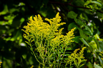 Close-up of Golden Rod weed