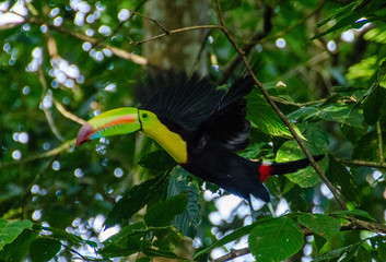 Fischertukan © StephanSchumann