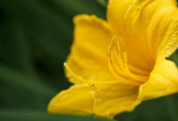 Yellow Daylilies with anther and stigma