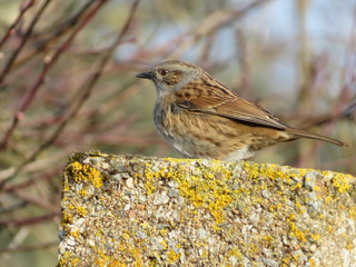 oiseau