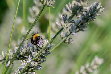 Bumblebees (bombus) collecting nectar pollen from flowering lavender plants in late summer September