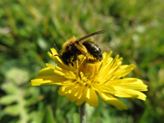 abeille butinne