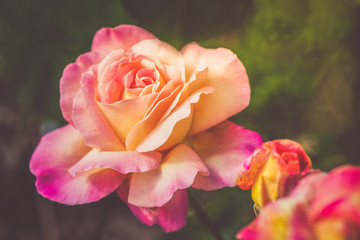 Beautiful pink garden roses on the natural green background