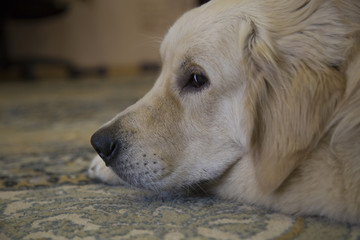 Portrait of a bored Golden Retriever