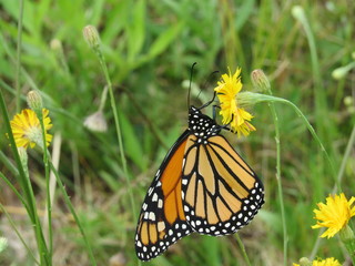 A beautiful monarch butterfly on a dandelion in a field 