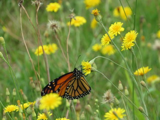 A beautiful monarch butterfly on a dandelion in a field 