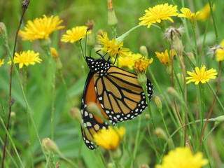 A beautiful monarch butterfly on a dandelion in a field 