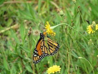 A beautiful monarch butterfly on a dandelion in a field 